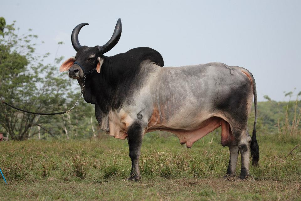 guzerá Camarão