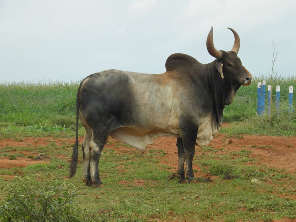 guzerá Camarão