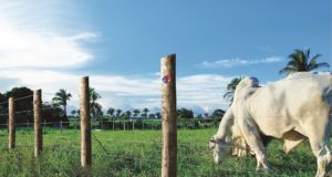 arame-para-cerca-veja-qual-o-modelo-indicado-para-cada-tipo-de-terreno