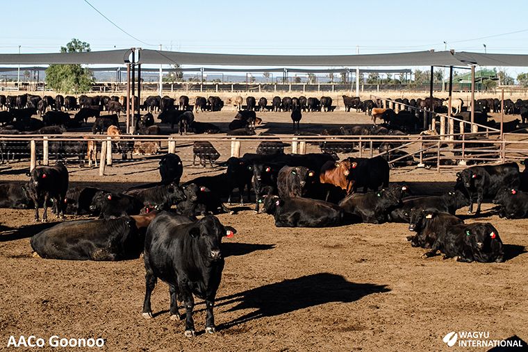 Australian Agricultural Company