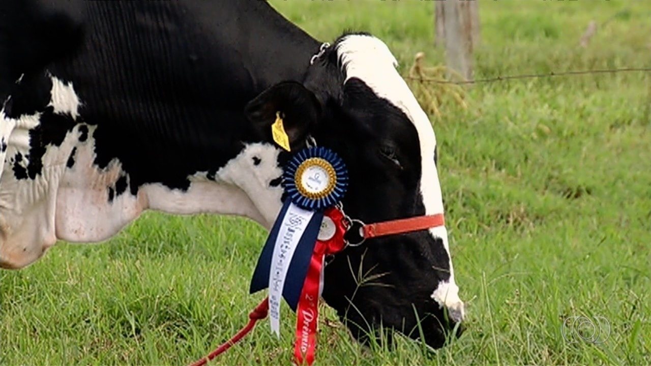 Vaca 'Extraordinária', de Goiás, é campeã nacional de produção de leite
