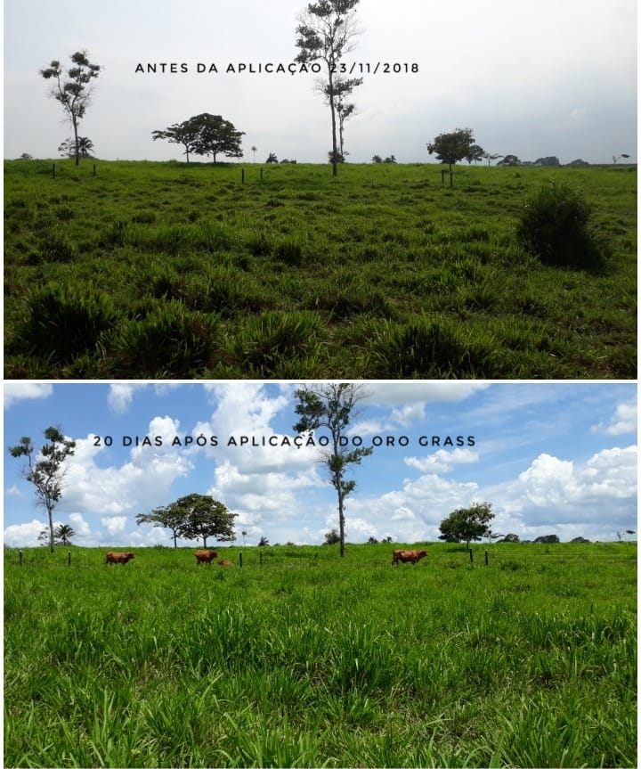 Antes e depois da aplicacao de adubo foliar a base do oleo essencial da casca de laranja