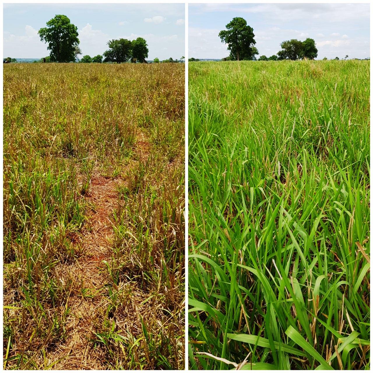 Antes e depois da aplicacao de adubo foliar a base do oleo essencial da casca de laranja