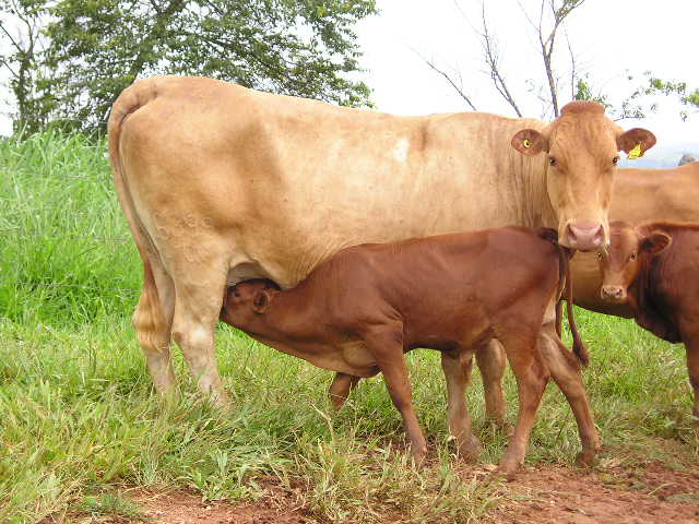 Fazenda Maripólis, de produtos F1 Bonsmara-Caracu