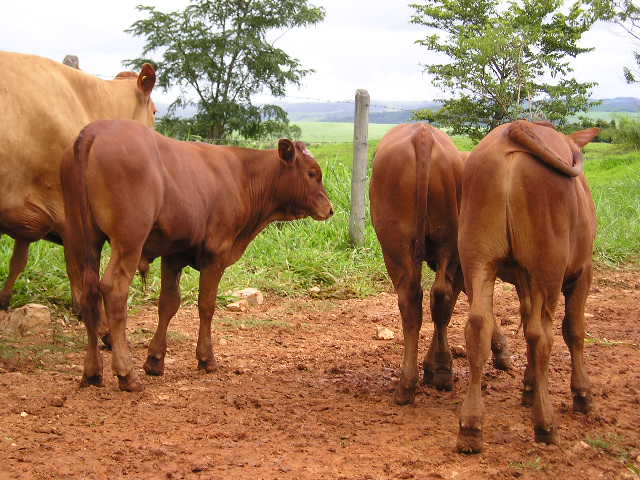 Fazenda Maripólis, de produtos F1 Bonsmara-Caracu