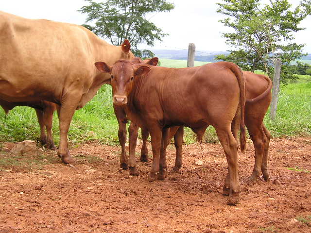 Fazenda Maripólis, de produtos F1 Bonsmara-Caracu