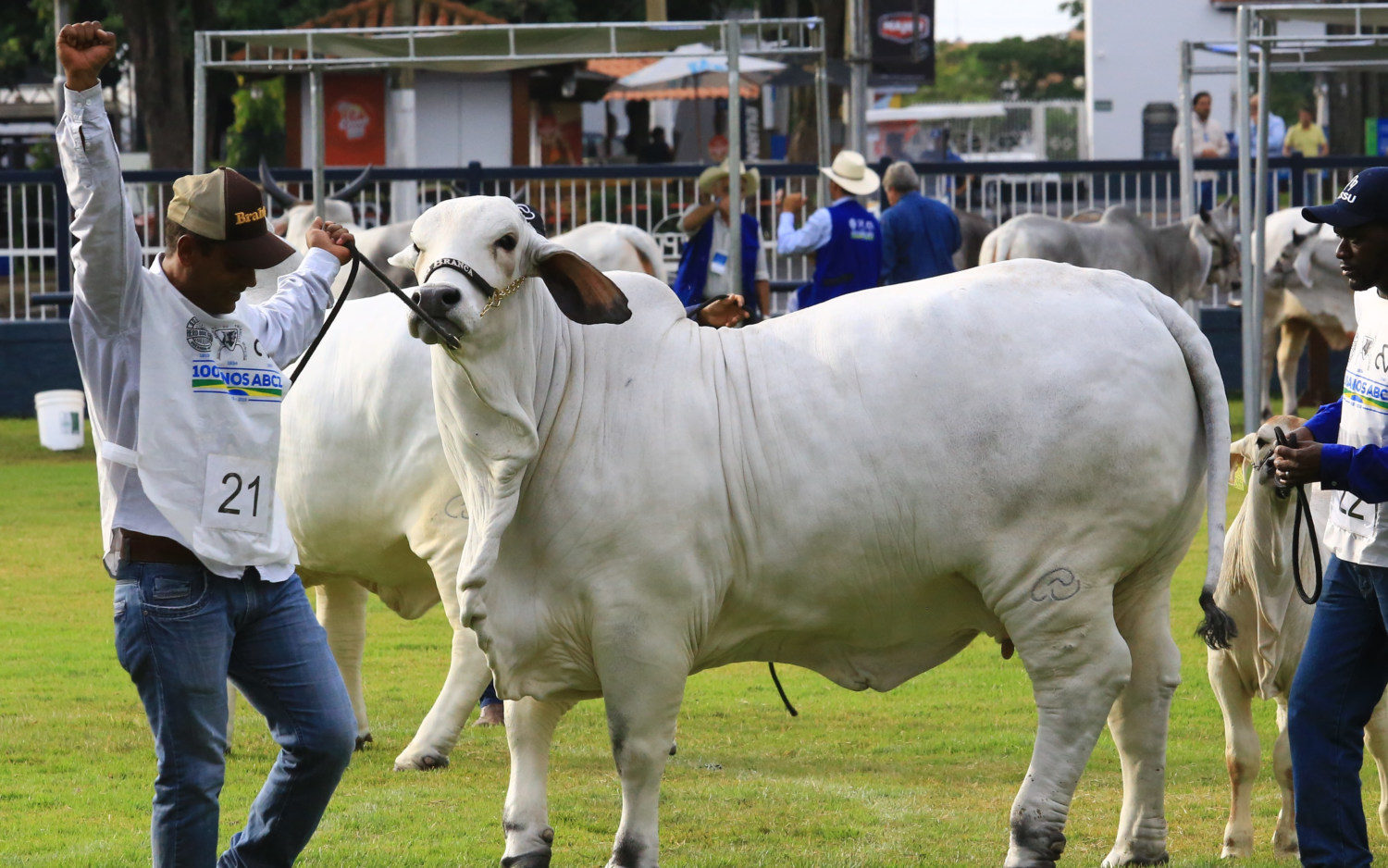 CABR-PARTY-Grande-Campea-Brahman-Expozebu