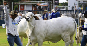 CABR-PARTY-Grande-Campea-Brahman-Expozebu