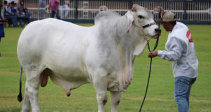 CABR-Puma-Grande-Campeao-Brahman-Expozebu