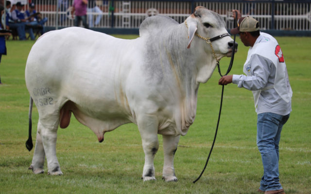 CABR-Puma-Grande-Campeao-Brahman-Expozebu CABR-Puma-Grande-Campeao-Brahman-Expozebu