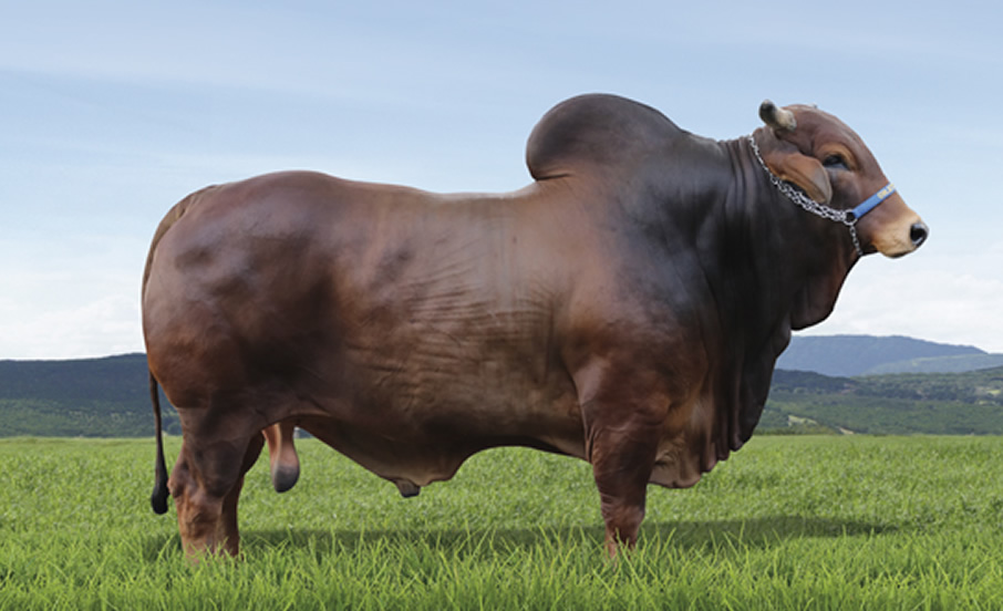 Feron AJCF, Grande Campeão Sindi da ExpoZebu