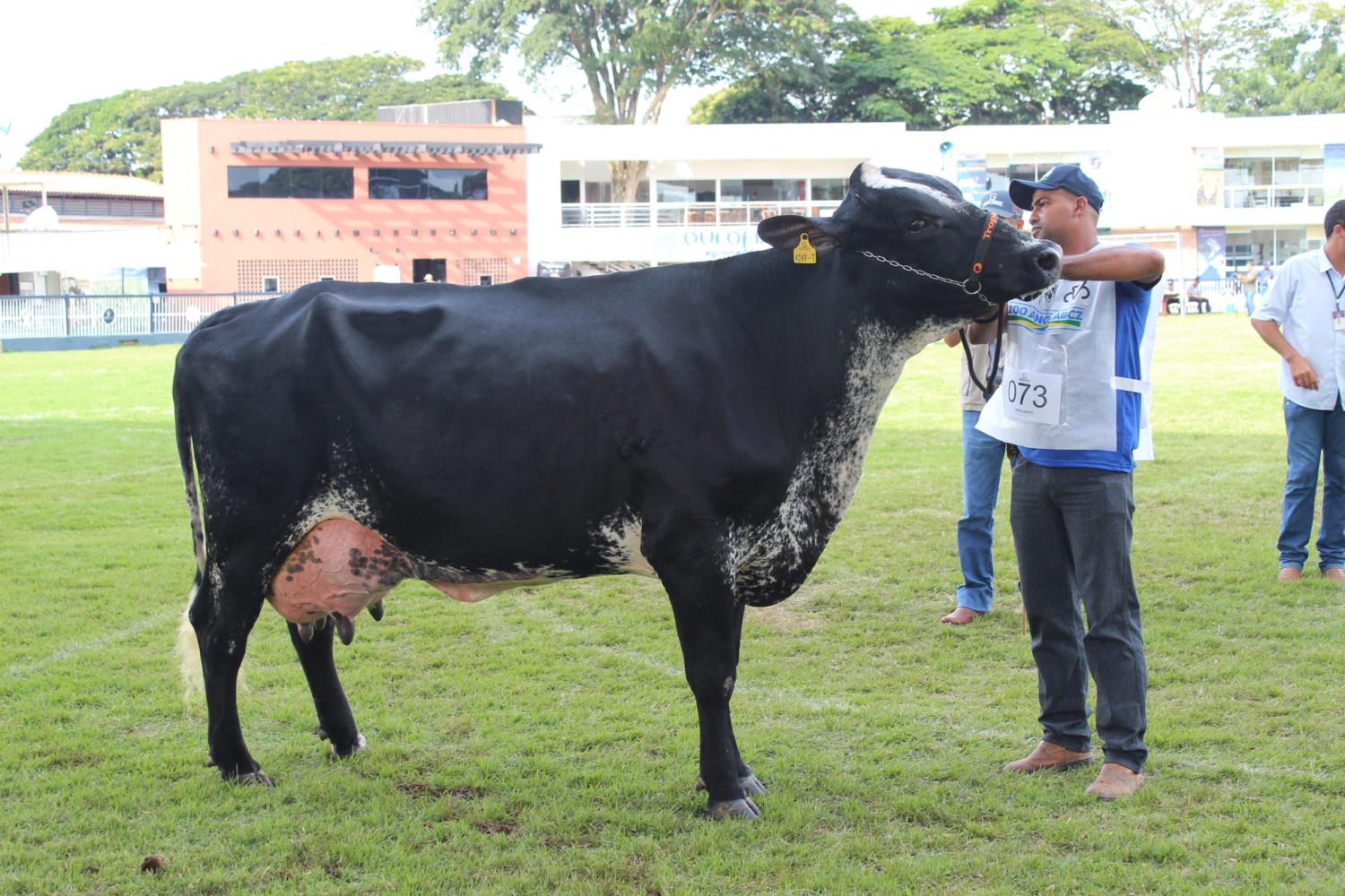 Girolando premia os grandes campeões da ExpoZebu 2019 1