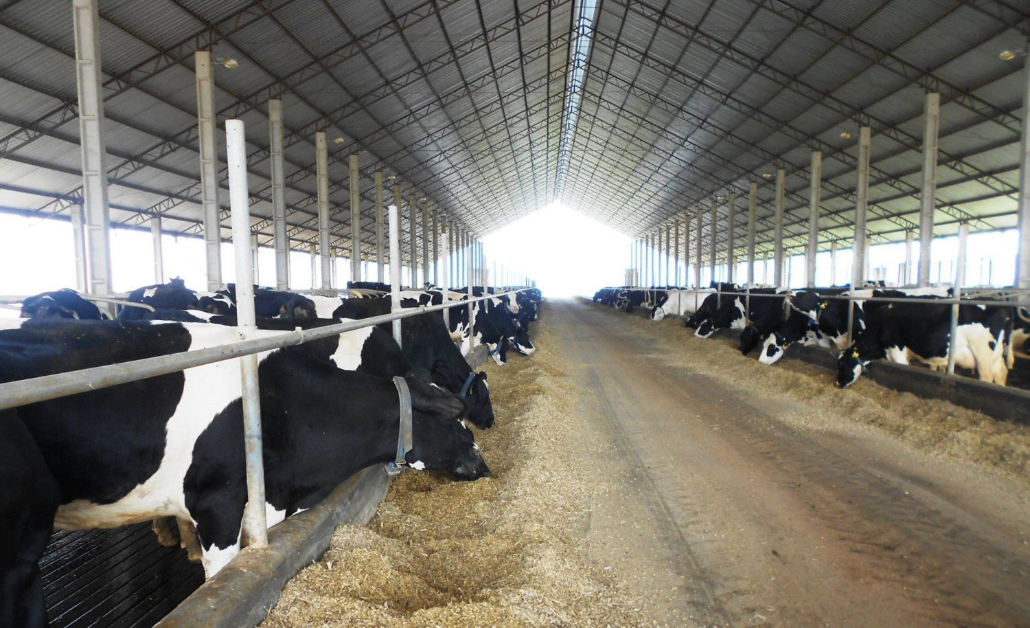 Grupo do Paraná atinge recorde de produção de leite