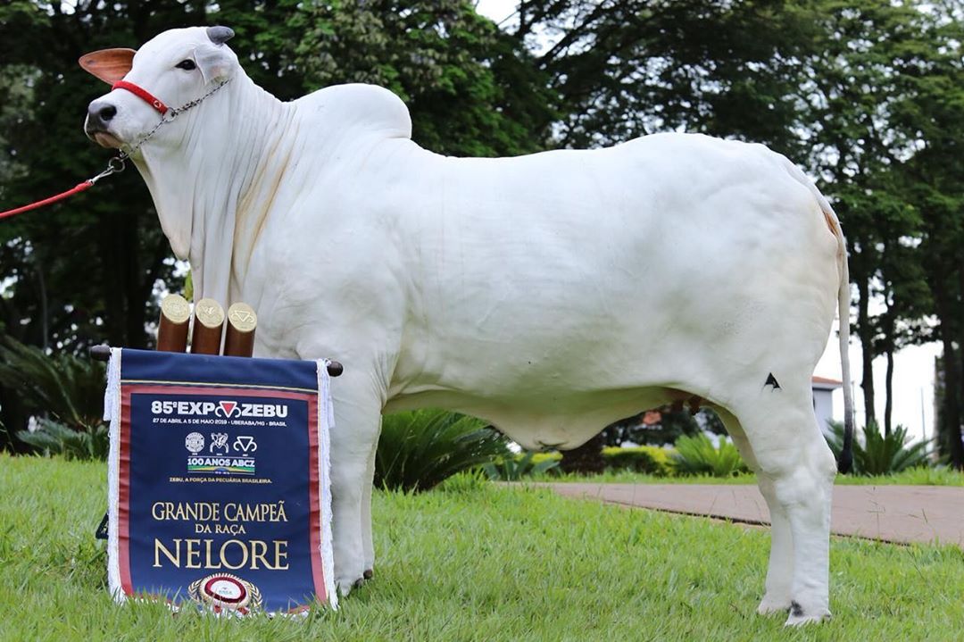 IRIS 8 FIV VALONIA, em sua foto oficial tirada no dia em que sagrou-se Grande Campeã Nacional - EXPOZEBU 2019