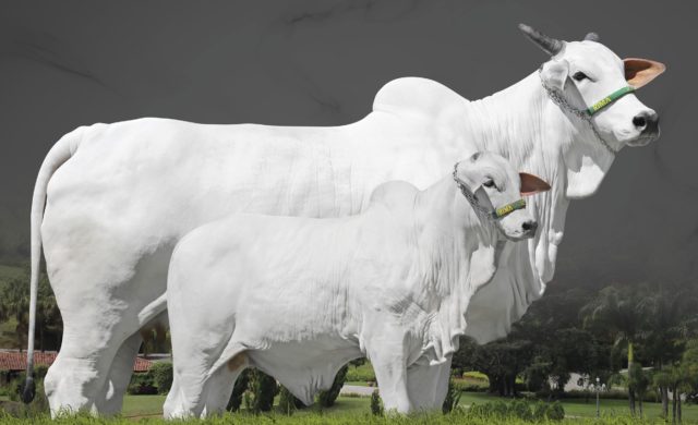 Leilao-Rima-Agropecuaria-Weekend-Nelore-ACNB Leilao-Rima-Agropecuaria-Weekend-Nelore-ACNB