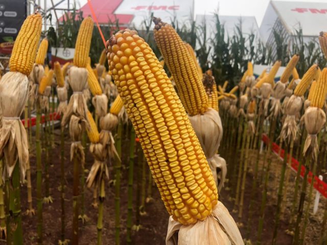Milho híbrido Dekalb 363 Milho híbrido Dekalb 363