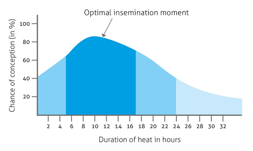 Optimal-insemination-moment-graph-Nedap-2-e1501142375133