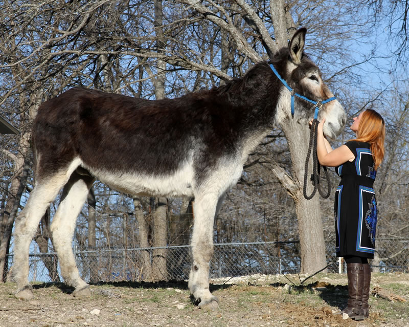 Romulus_and_Cara maior burro do mundo