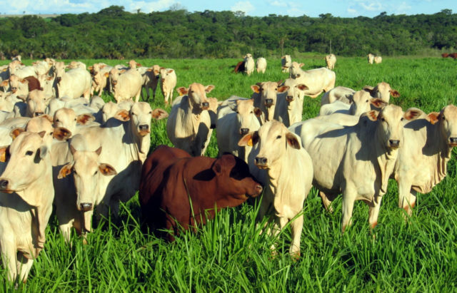 Uso de touros Senepol em cruzamento com Nelore eleva ganhos do rebanho Uso de touros Senepol em cruzamento com Nelore eleva ganhos do rebanho