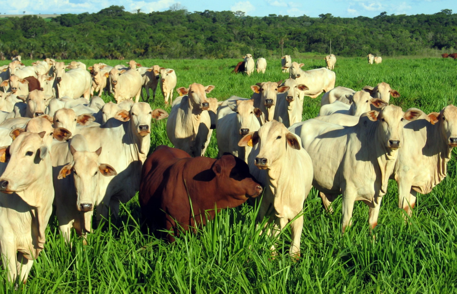 Uso de touros Senepol em cruzamento com Nelore eleva ganhos do rebanho