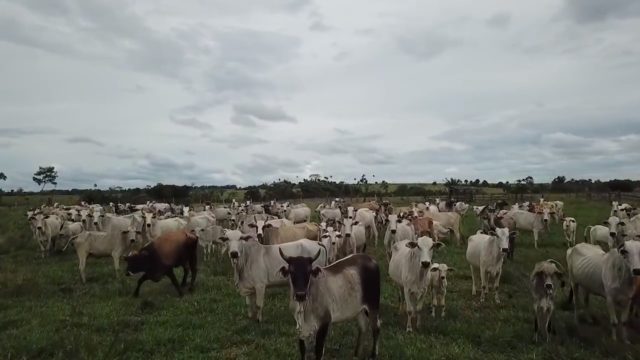 Voo de Drone Vaqueiro fecha o gado na remanga Voo de Drone Vaqueiro fecha o gado na remanga