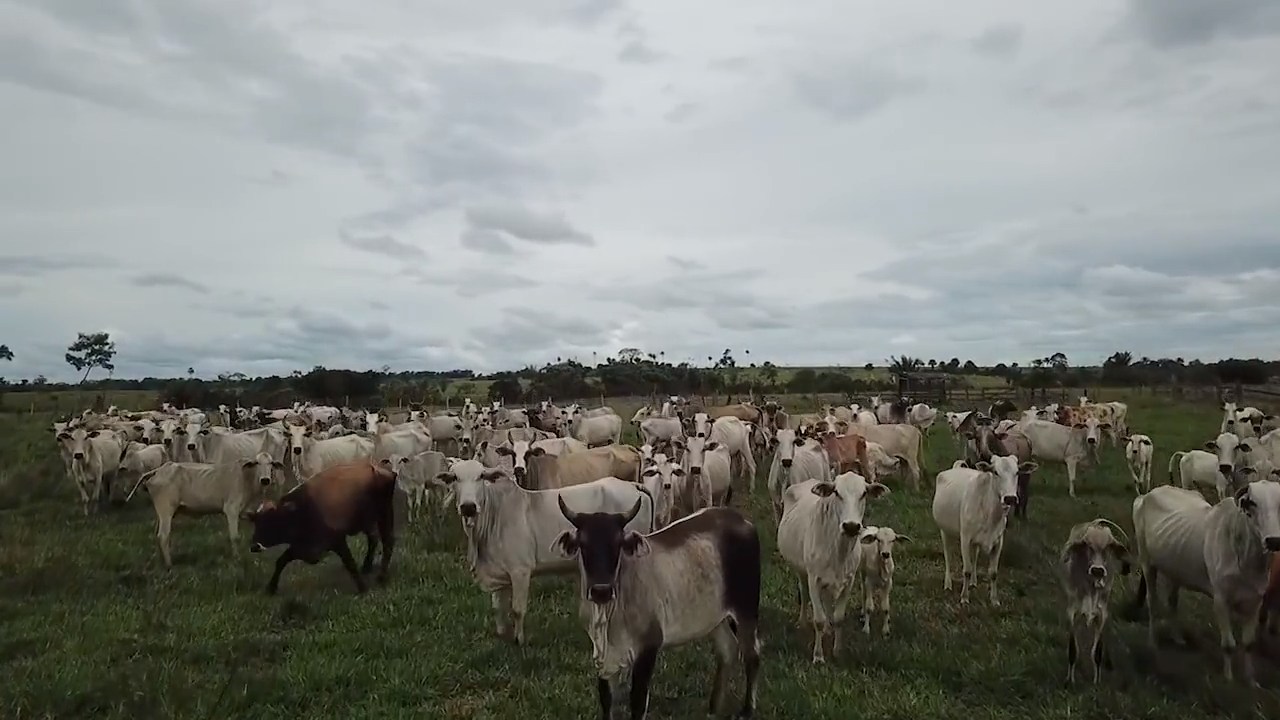 Voo de Drone Vaqueiro fecha o gado na remanga