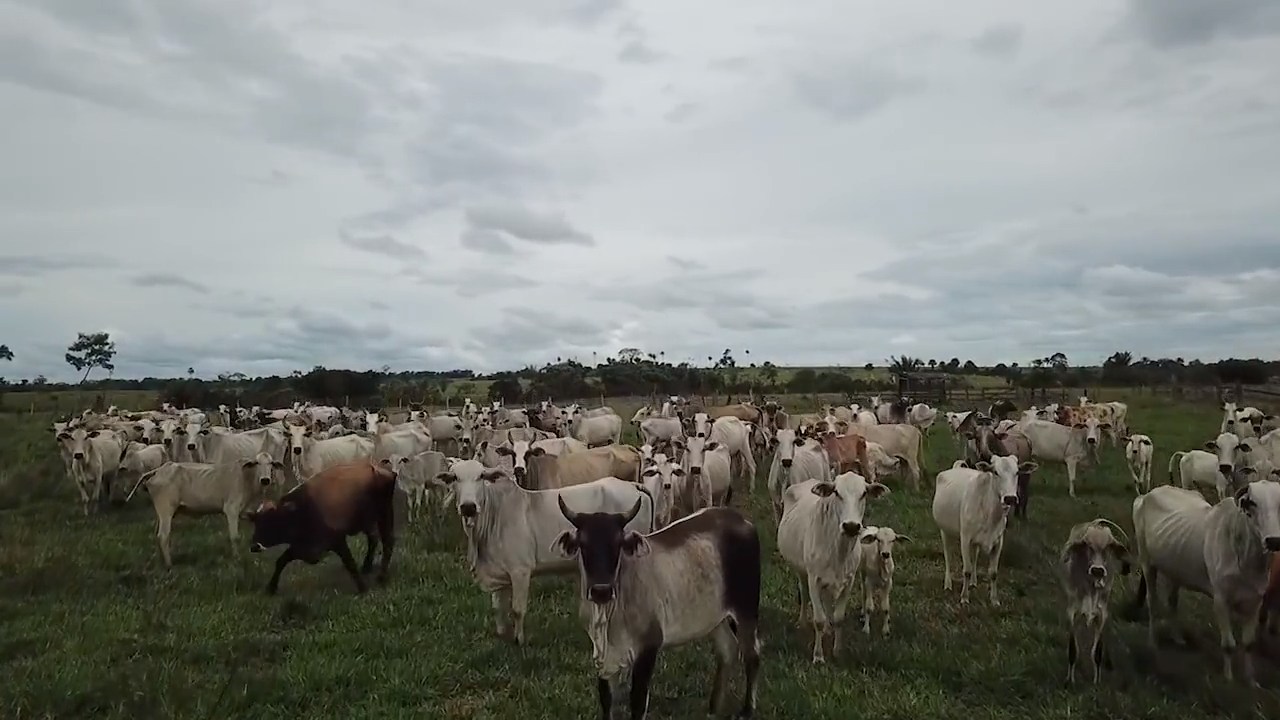 Vídeo: pecuarista usa drone para tocar a boiada - Revista Globo Rural