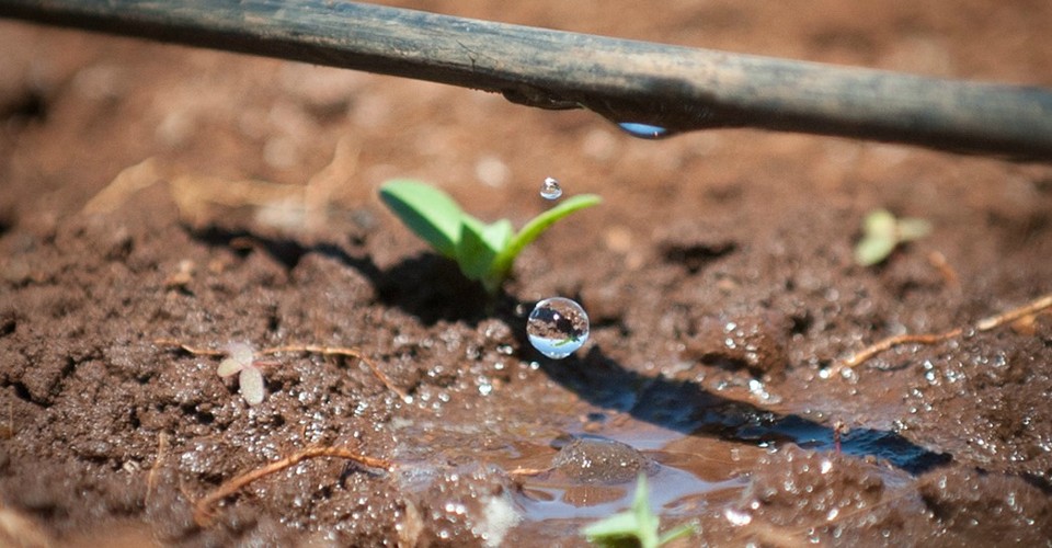 agricultura em conta gotas