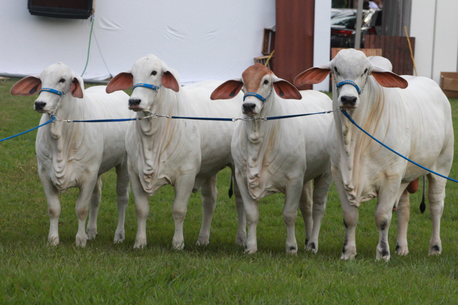 animais da raca tabapua