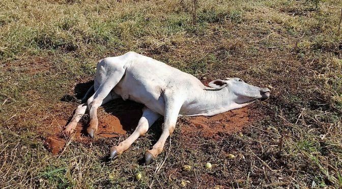 vaca louca brasil