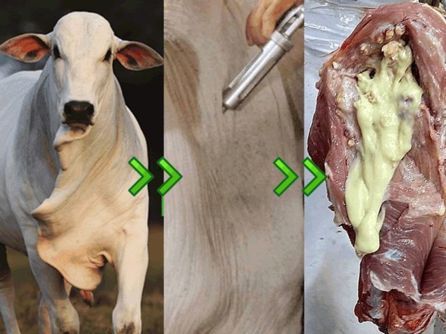 capa abscesso afotsa prejuízo capa abscesso afotsa prejuízo