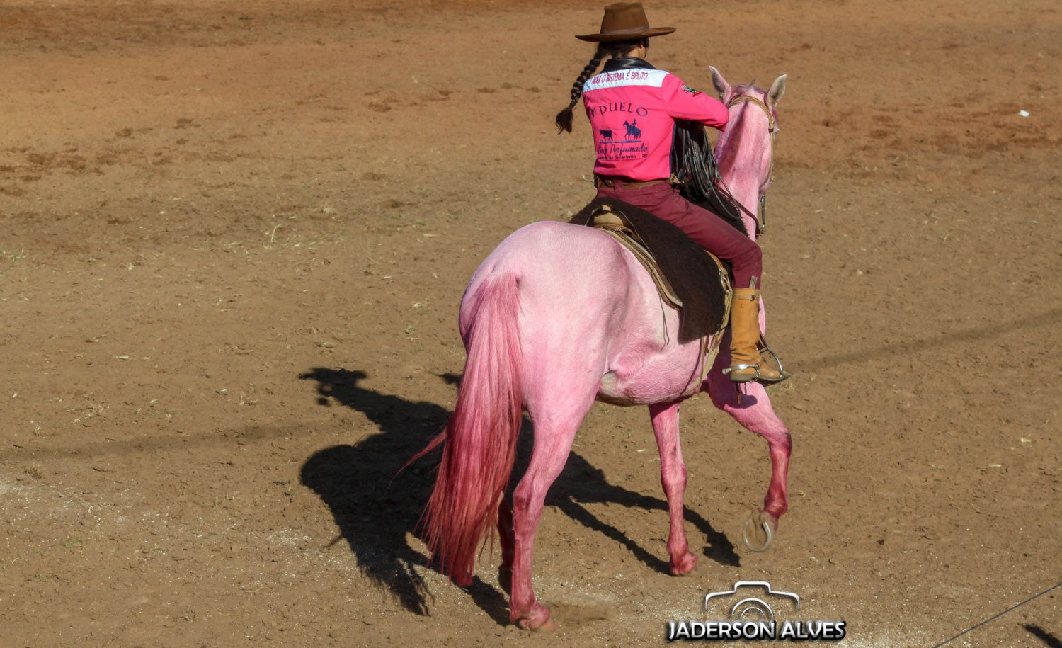 cavalo e bezerro pintados de rosa no rio grande do sul