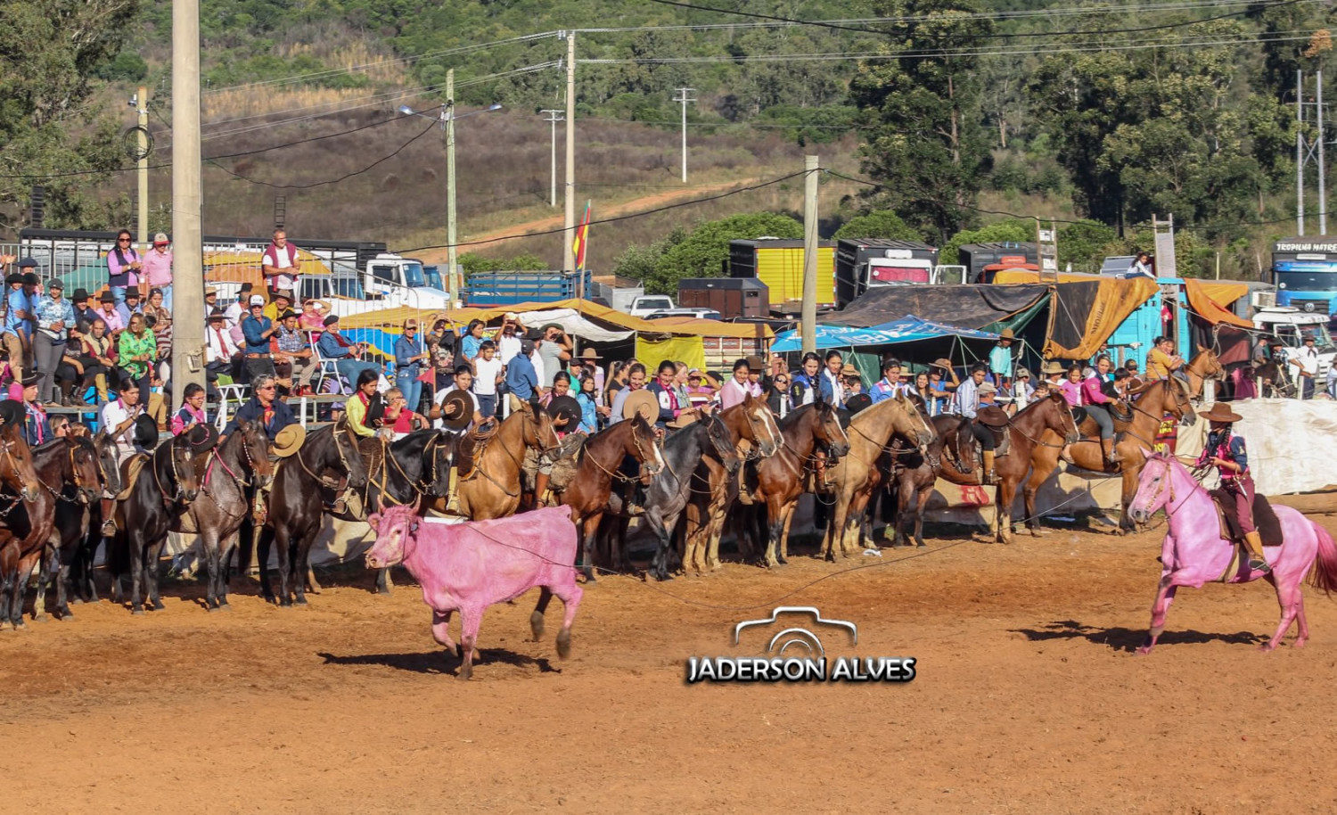 cavalo e bezerro pintados de rosa no rio grande do sul