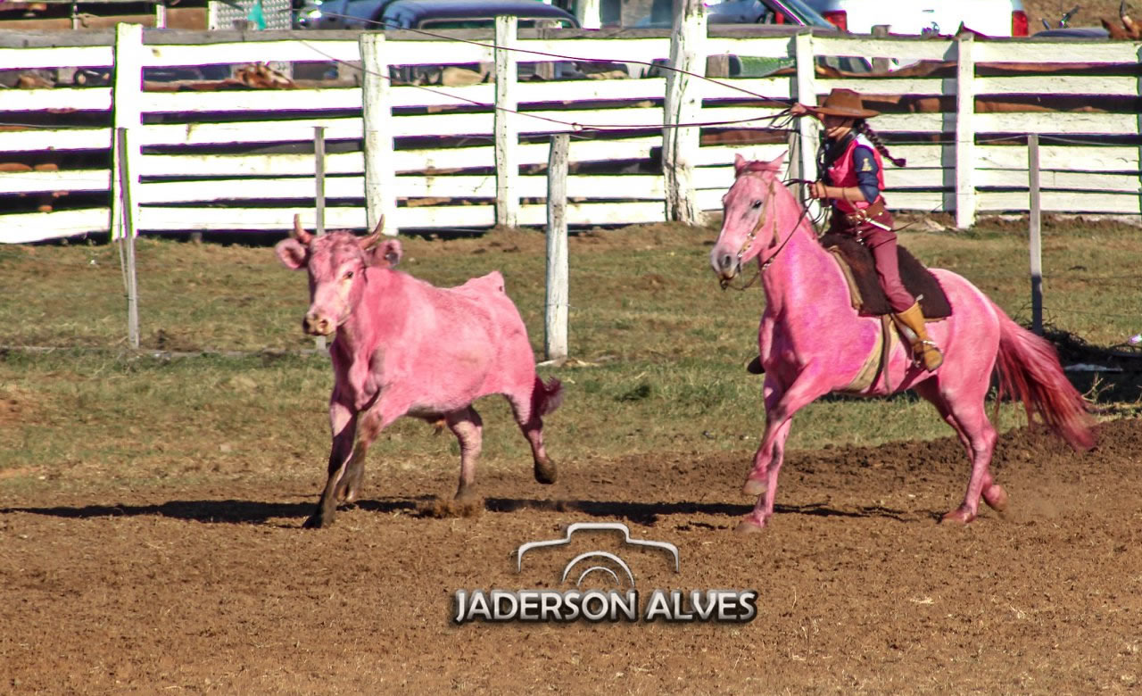 cavalo e bezerro pintados de rosa no rio grande do sul