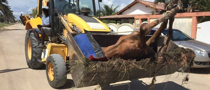 cavalo morre por maus tratos