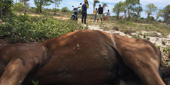 cavalo morre por maus tratos