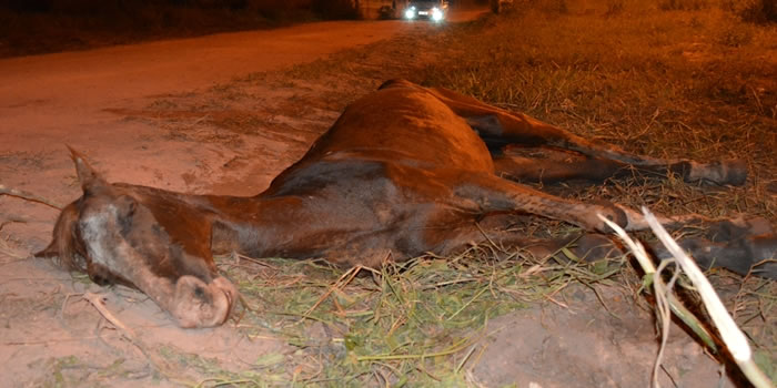 cavalo morre por maus tratos