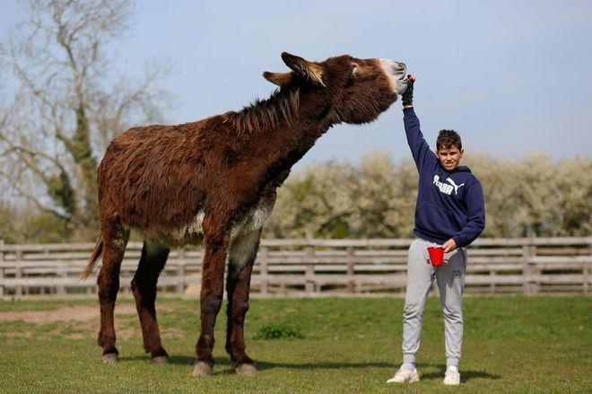 maior burro mundo