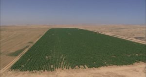 deserto-del-negev-israele-campo-agricoltura-luce-del-sole