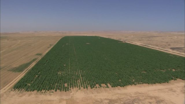 deserto-del-negev-israele-campo-agricoltura-luce-del-sole deserto-del-negev-israele-campo-agricoltura-luce-del-sole