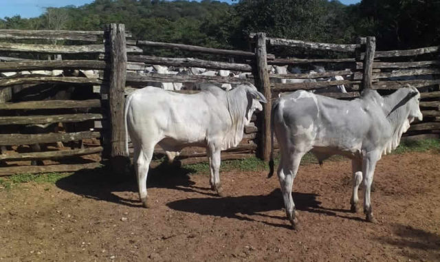 diferenca de bezerras com touros diferentes 2 diferenca de bezerras com touros diferentes