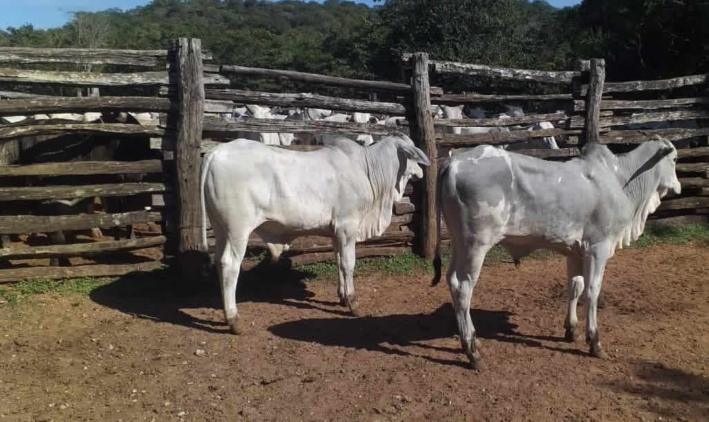 diferenca de bezerras com touros diferentes