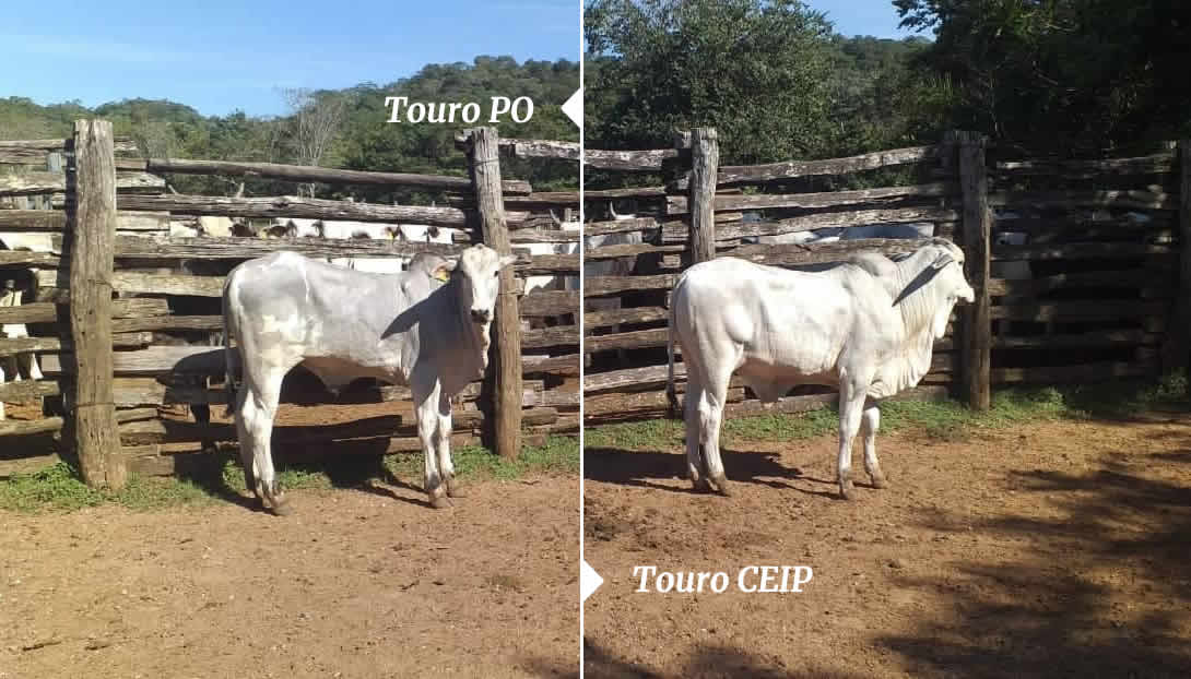 diferenca de bezerras com touros diferentes