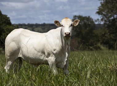 raça araguaia