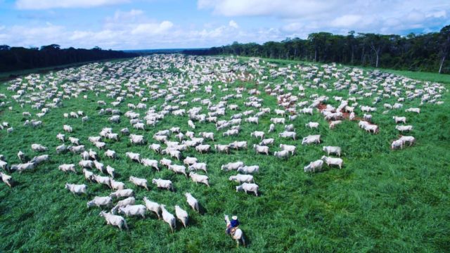 foto de drone maior boiada do mundo nelore