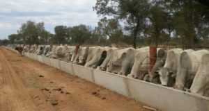 fotos projeto de confinamento grande para bovinos