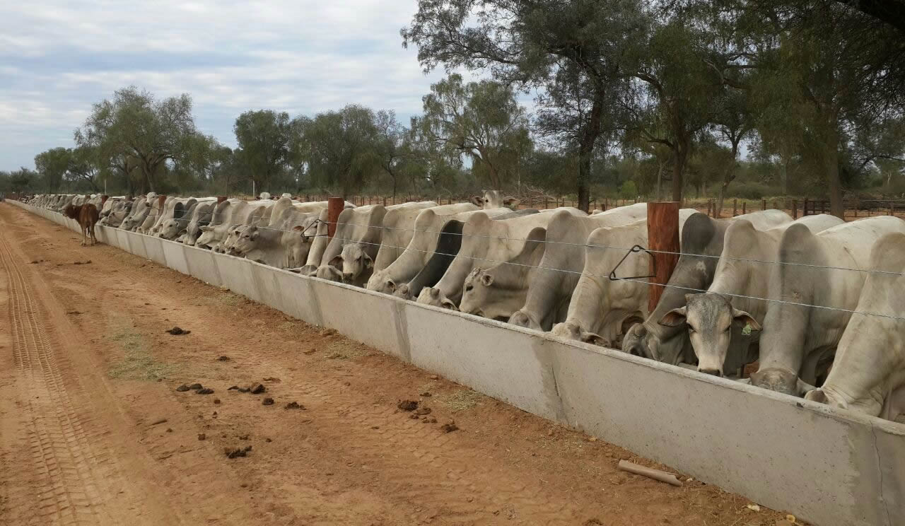 fotos projeto de confinamento grande para bovinos