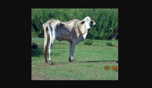 gado abandonado gado abandonado