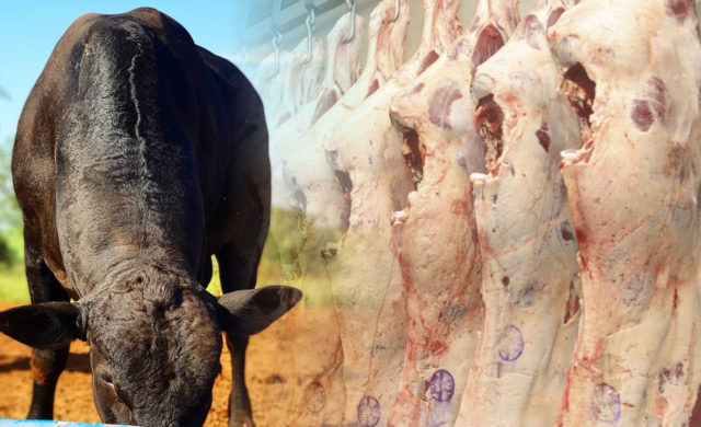 gado gordo e carcaca montagem gado gordo e carcaca montagem