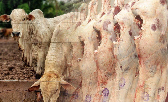 gado gordo e carcaca montagem gado gordo e carcaca montagem